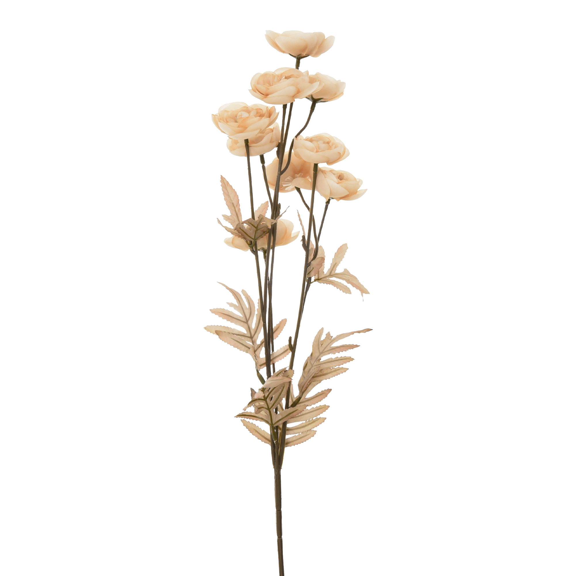 FLOR RANUNCULUS