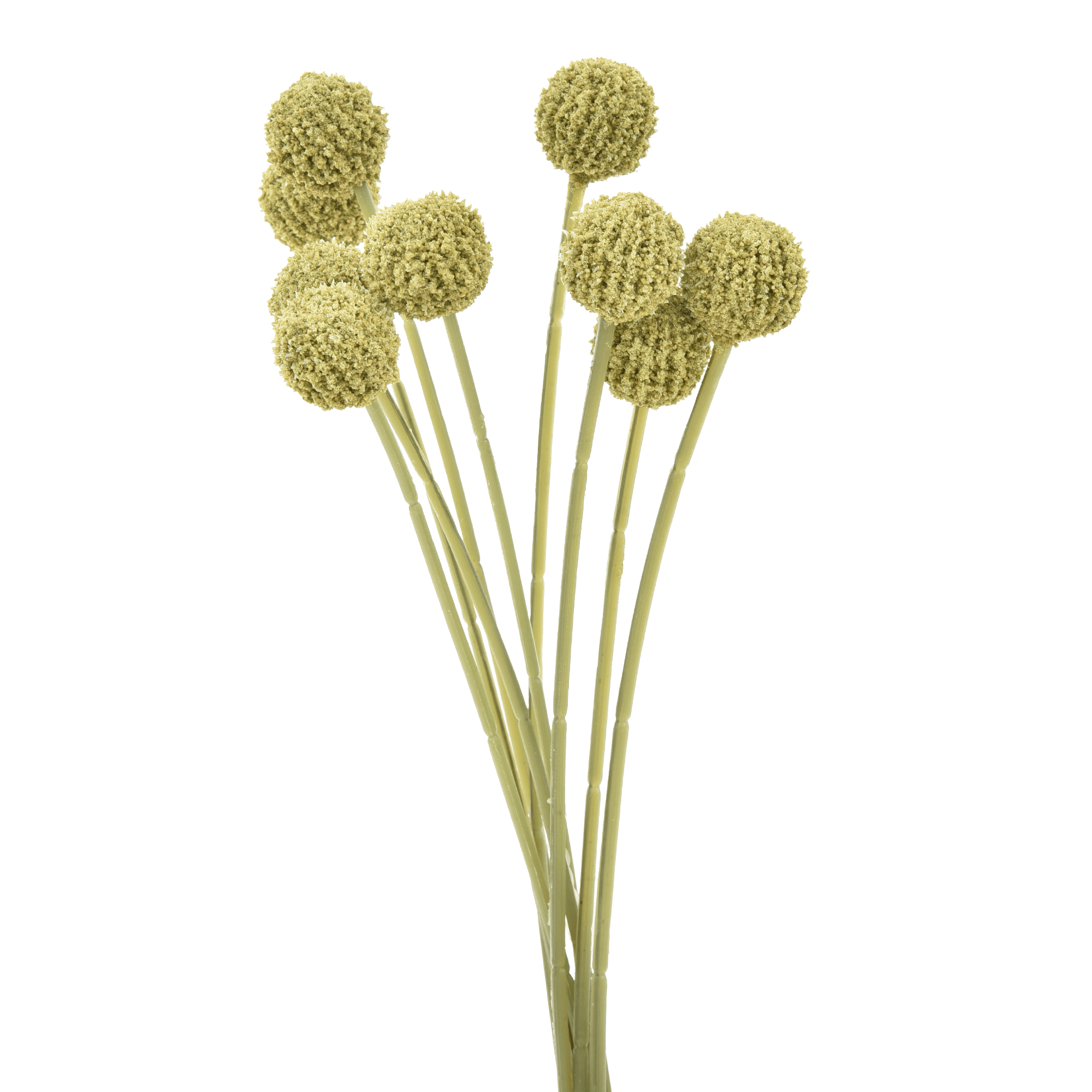 FOLHAGEM CRASPEDIA