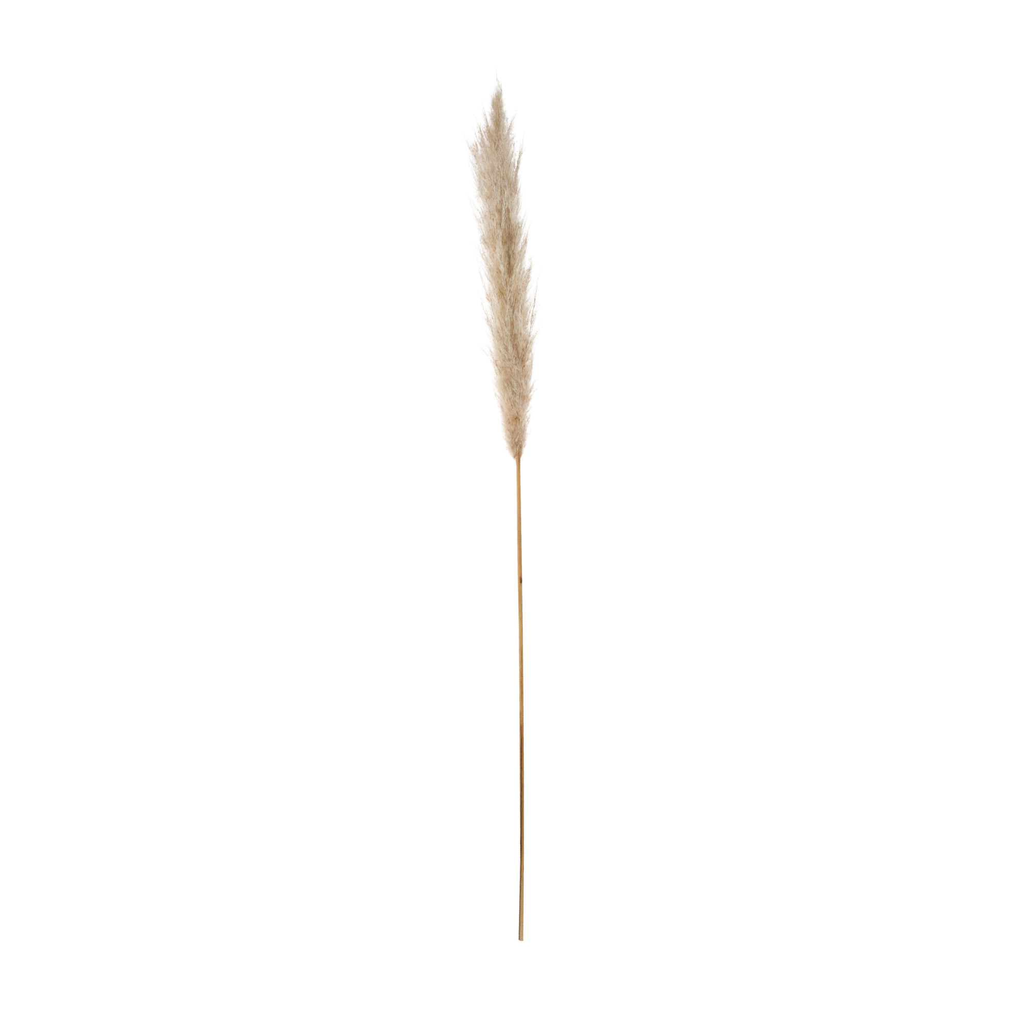 CAPIM DOS PAMPAS PLUMA