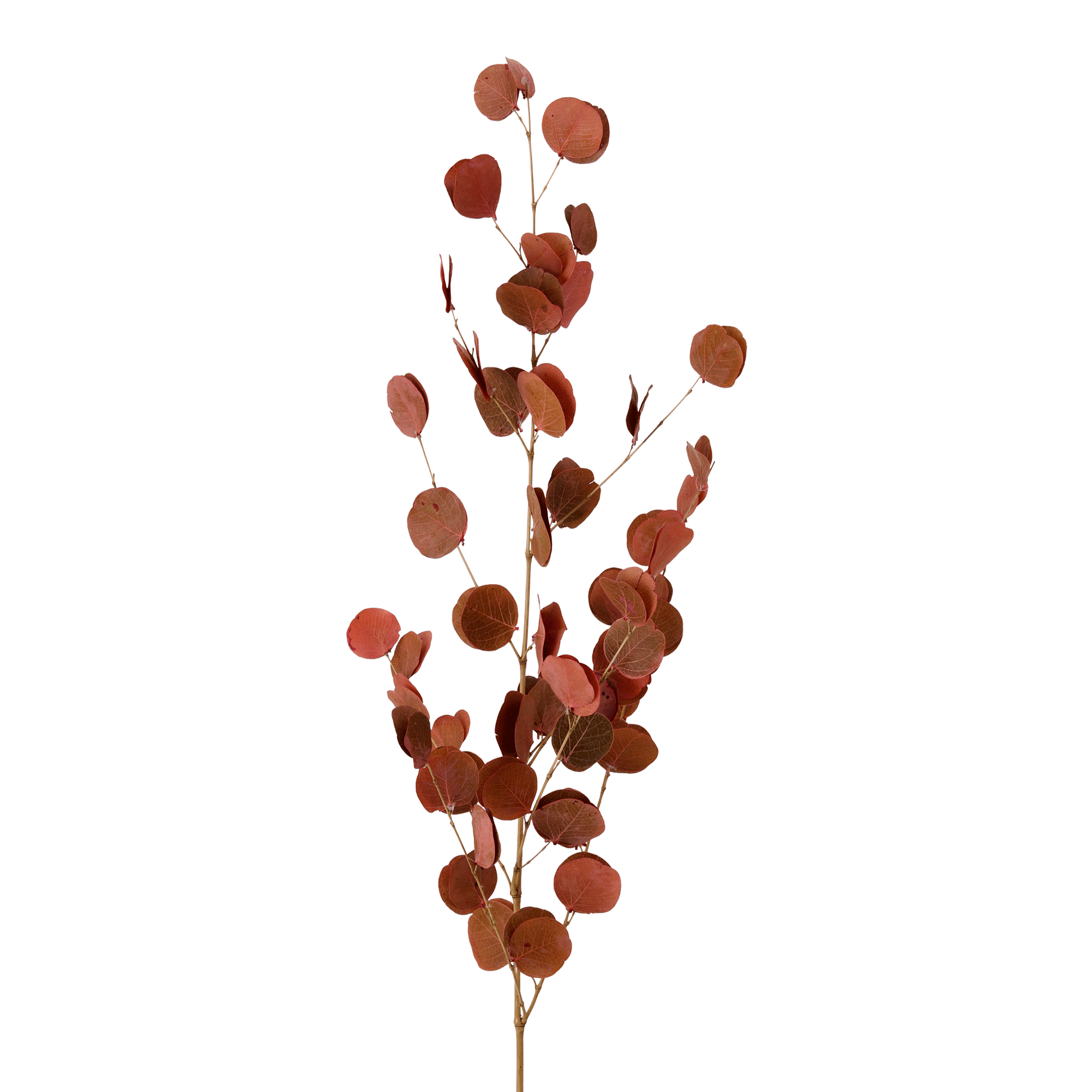 442318_OK_V02.png