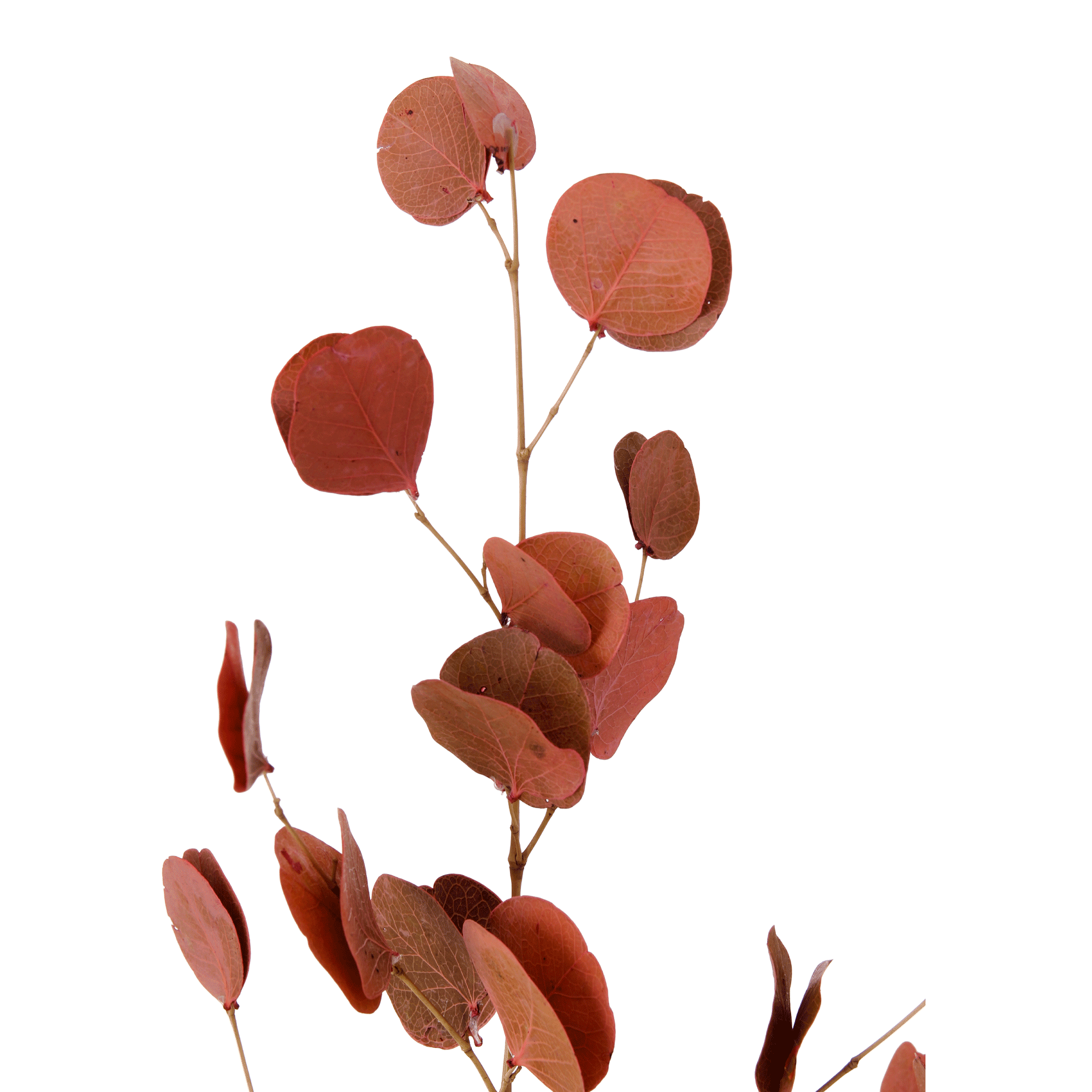 442318_OK_V03.png
