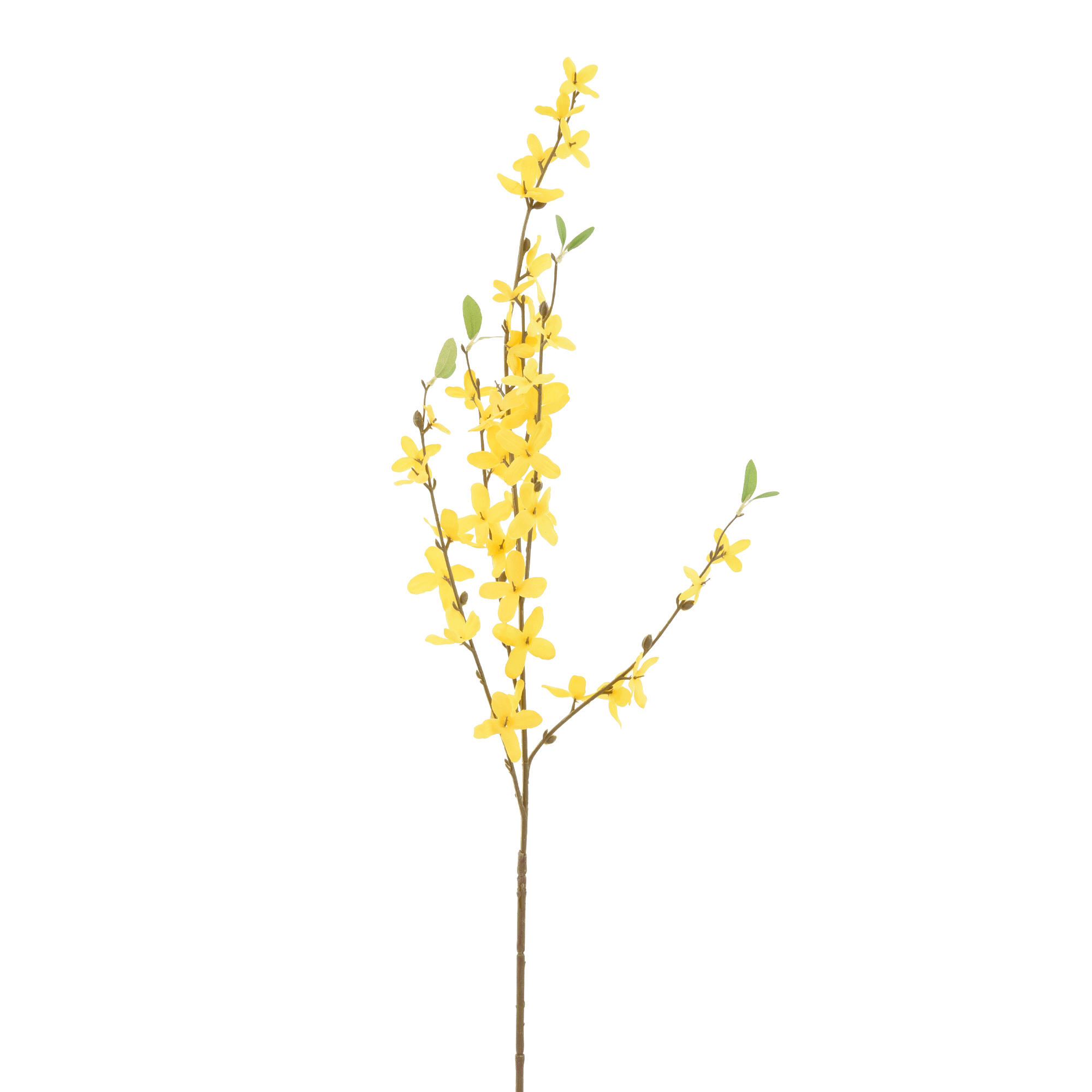 FLOR FORSÍTIA