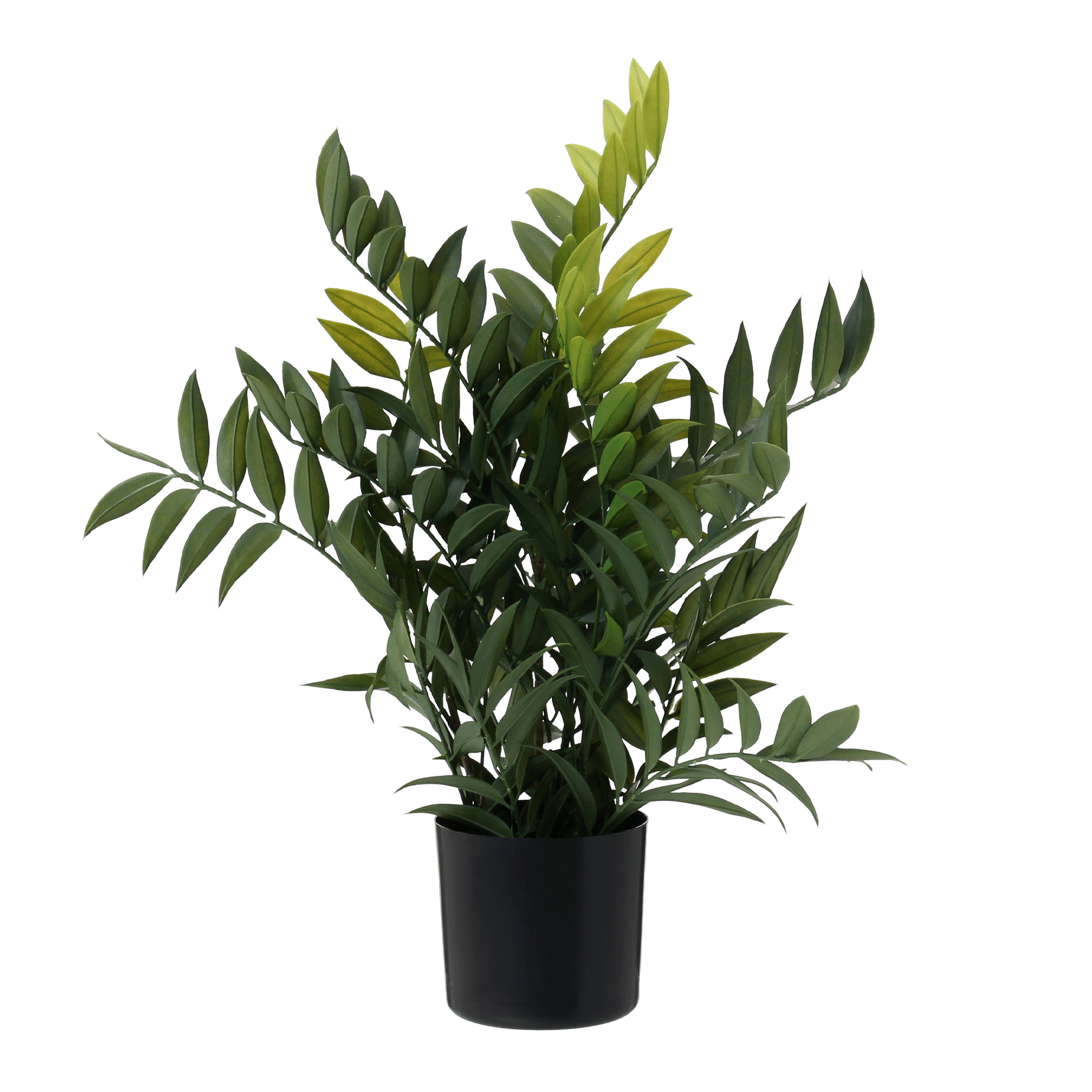 ARRANJO FICUS