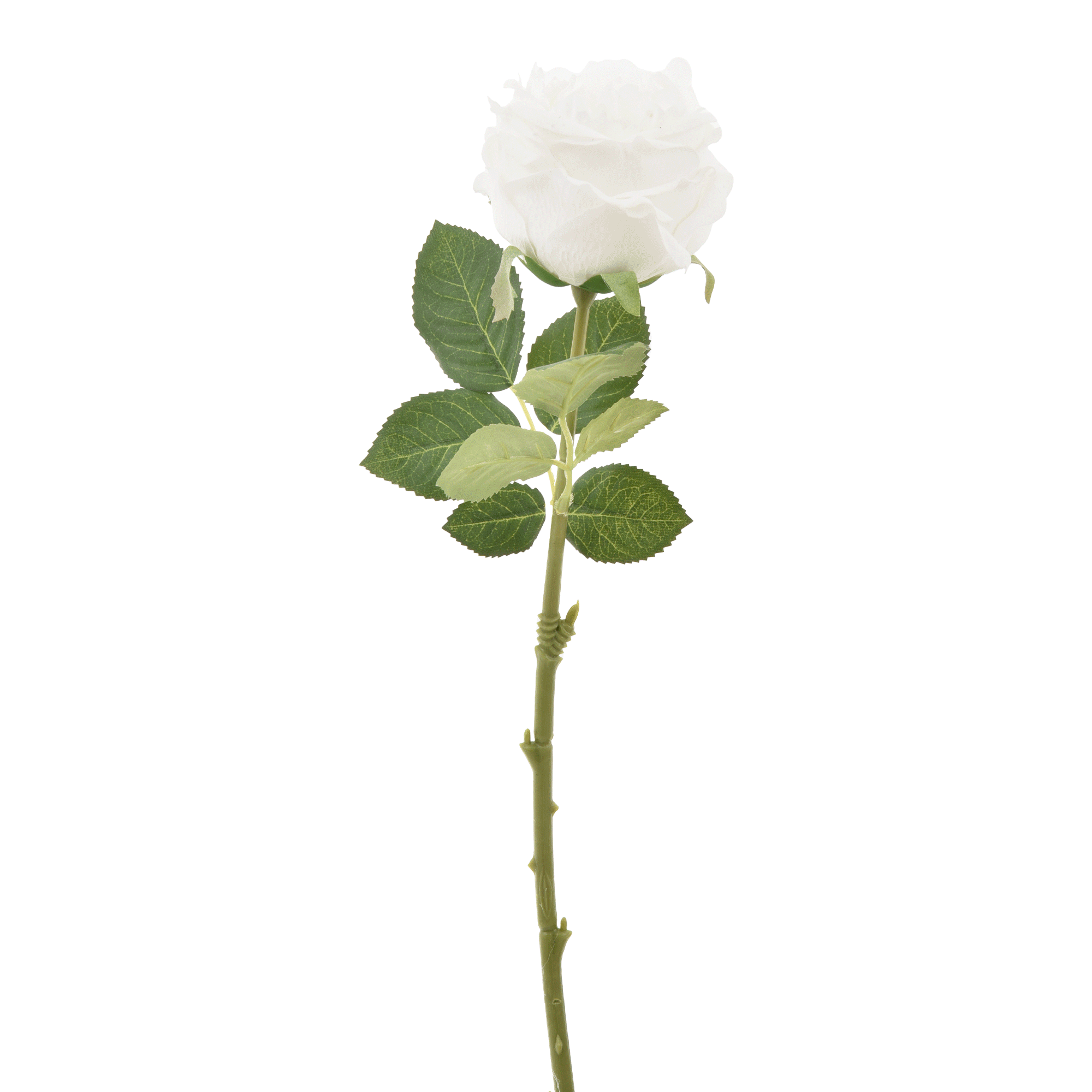 ROSE FLOR