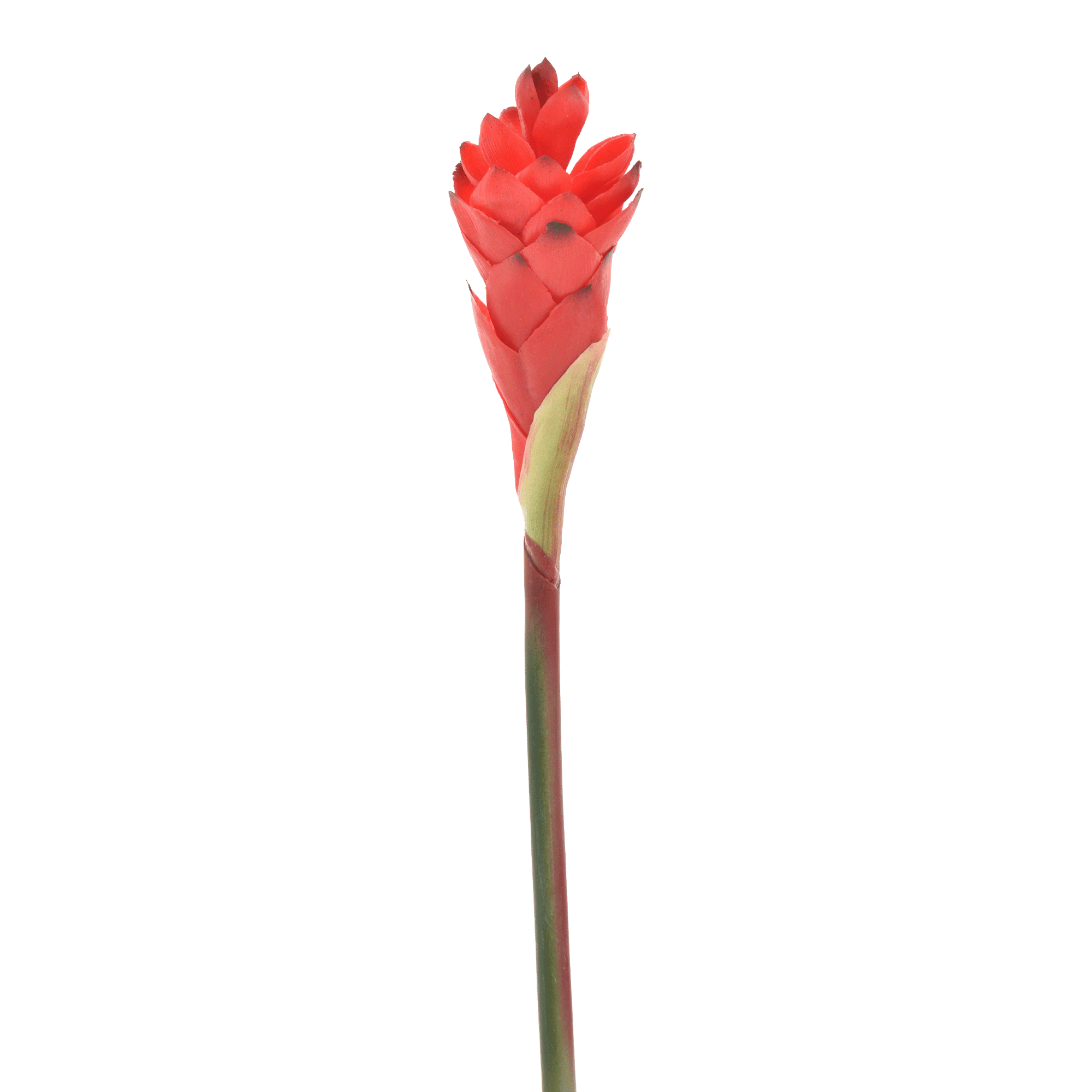 FLOR GINGER