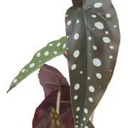 ARRANJO FOLHAS BEGÔNIA MACULATA - PRETO/VERDE - Foto 4