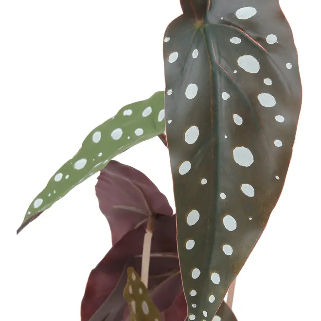 ARRANJO FOLHAS BEGÔNIA MACULATA - PRETO/VERDE - Foto 4