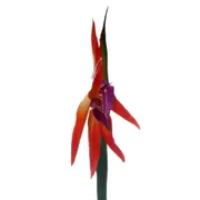 MADAME FLOR ESTRELÍCIA - LARANJA/VERDE - Foto 3
