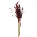 FIBRA CASTANHA - FOLHAGEM CAPIM ARROZINHO