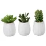 SUCULENTA JADE MINI ARRANJO KOMODO - BRANCO/VERDE - Foto 3