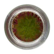 SUCULENTA AURORA MINI ARRANJO ARID - INCOLOR/VERDE - Foto 2