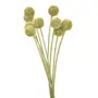 FOLHAGEM CRASPEDIA - VERDE/AMARELO - Foto 1