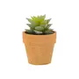 SUCULENTA SEDUM MINIARRANJO DA TERRA - VERDE/TERRACOTA - Foto 1