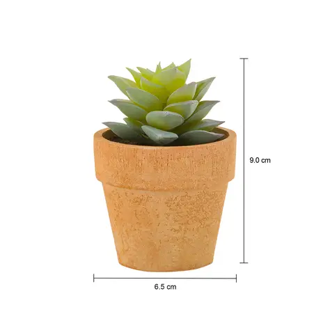 Imagem com medidas do produto SUCULENTA SEDUM MINIARRANJO DA TERRA