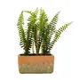 ARRANJO SAMAMBAIA KÉRAMOS - VERDE/TERRACOTA - Foto 1