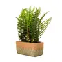 ARRANJO SAMAMBAIA KÉRAMOS - VERDE/TERRACOTA - Foto 2