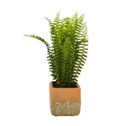 ARRANJO SAMAMBAIA KÉRAMOS - VERDE/TERRACOTA - Foto 3