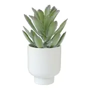 ARRANJO SUCULENTA DELICADA - BRANCO/VERDE - Foto 1
