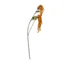 ZAFFRON/VERDE - FLOR FALL