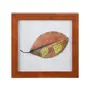 QUADRO 20 CM X 20 CM FOLHA ALEGRIA - NOZES/MULTICOR - Foto 1