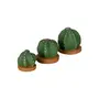 ADORNO MESA COROA DE FRADE COM 3 CACTOS - VERDE/TERRACOTA - Foto 2
