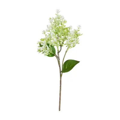 FLOR AMARILIS JOLIE