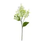 BRANCO/VERDE - FLOR AMARILIS JOLIE