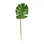 COSTELA DE ADÃO OÁSIS - VERDE - Foto 1