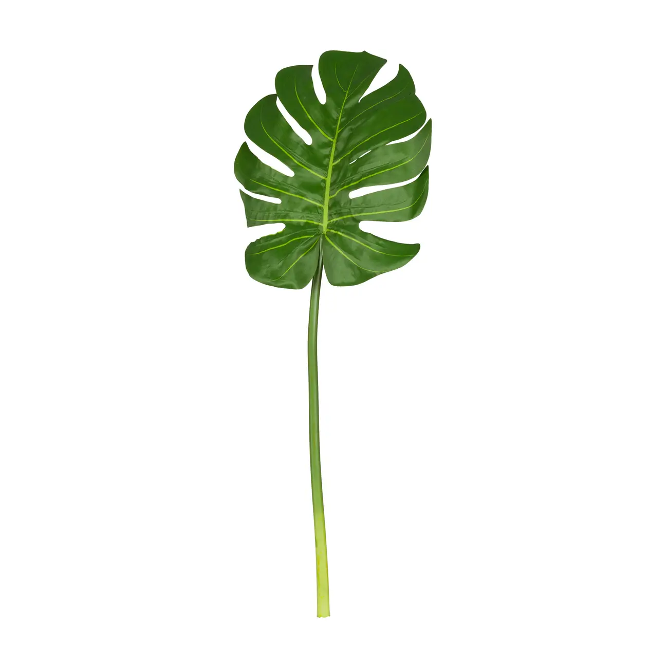 COSTELA DE ADÃO OÁSIS - VERDE - Foto 1