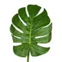 COSTELA DE ADÃO OÁSIS - VERDE - Foto 2