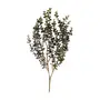 FOLHAGEM CHIANTI EUCALIPTO - VERDE - Foto 1