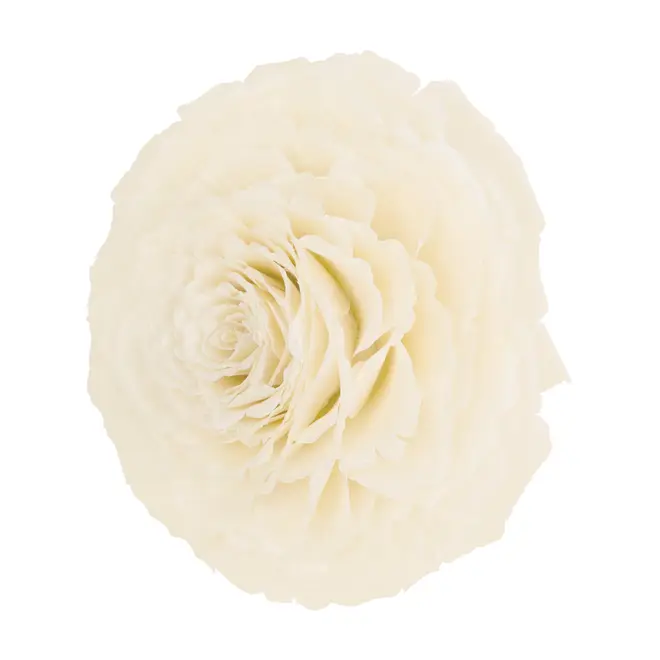 ADORNO 20 CM ESCAMA DE PEIXE ROSA - BRANCO/FIBRA CLARA - Foto 2