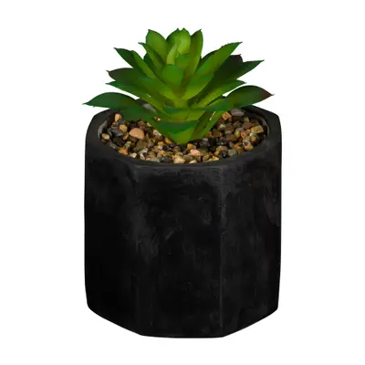 SUCULENTA ARRANJO KALANCHOE