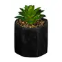 PRETO/VERDE - SUCULENTA ARRANJO KALANCHOE