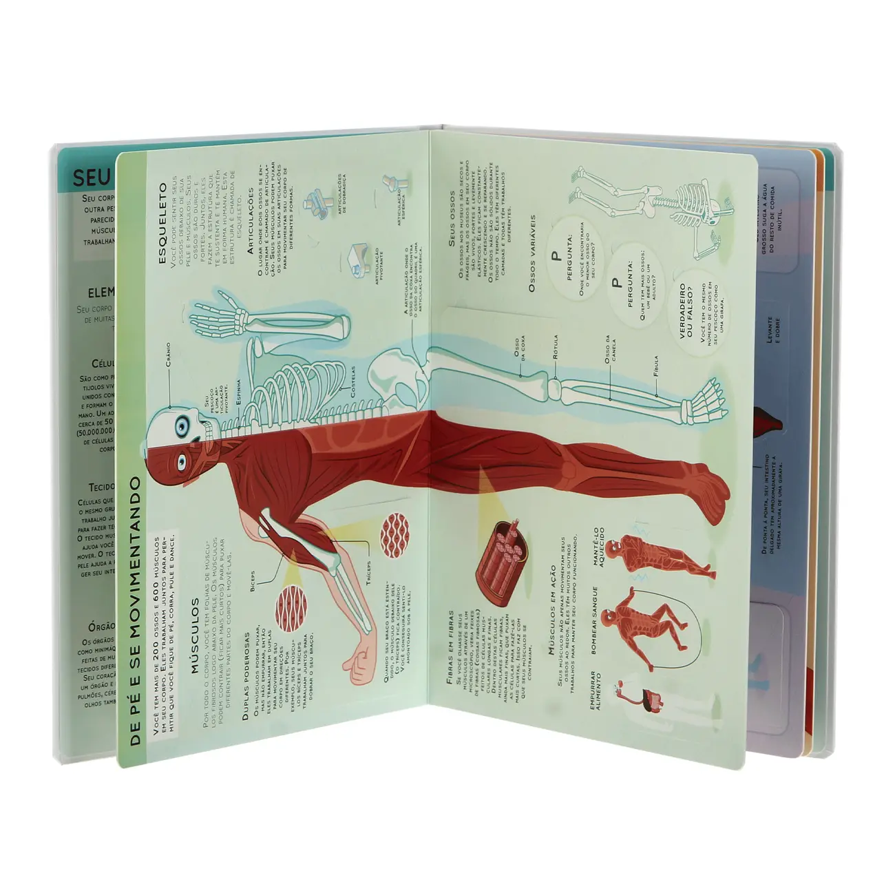 LEVANTE E DESCUBRA: CORPO HUMANO LIVRO INFANTIL - MULTICOR - Foto 4
