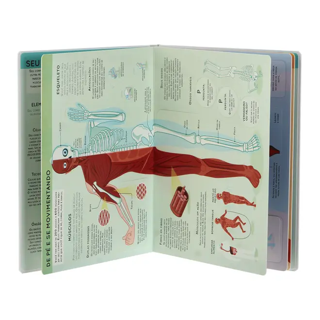 LEVANTE E DESCUBRA: CORPO HUMANO LIVRO INFANTIL - MULTICOR - Foto 4
