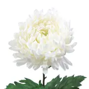 FLOR CALÊNDULA SOLAR - BRANCO/VERDE - Foto 2