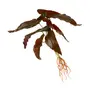 FOLHAGEM ROUX CALADIUM - VERDE - Foto 1