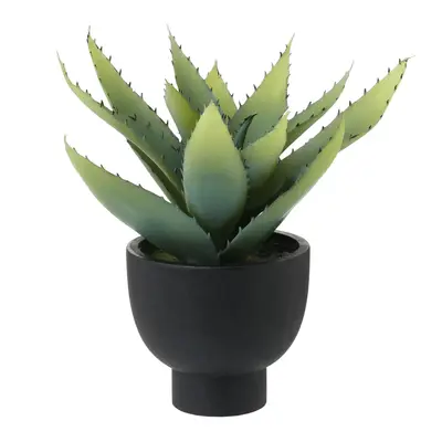 ARRANJO ALOE