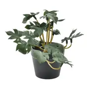 ARRANJO MINI MONSTERA - VERDE/PRETO - Foto 1