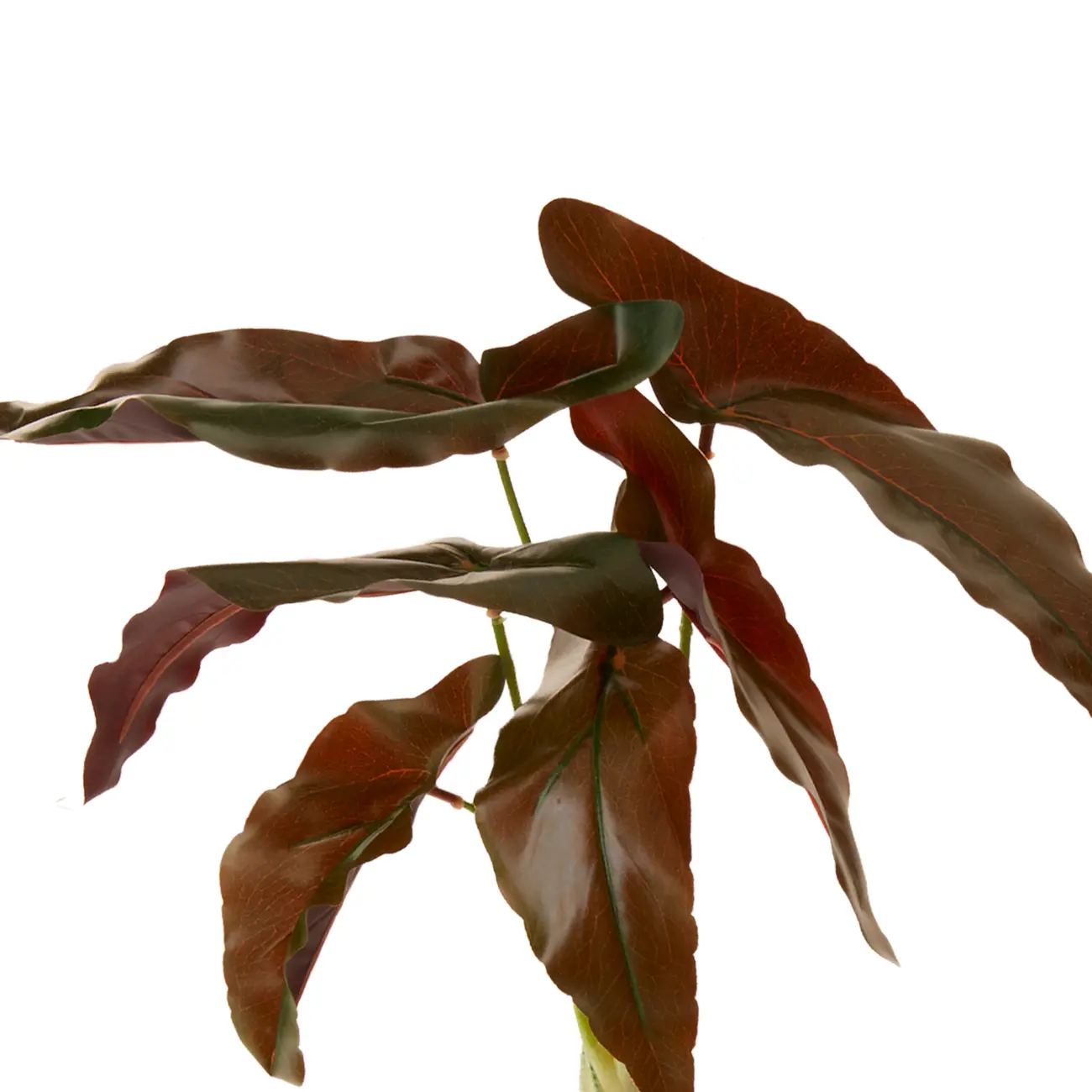 FOLHAGEM ROUX CALADIUM - VERDE - Foto 3