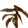 FOLHAGEM ROUX CALADIUM - VERDE - Foto 3
