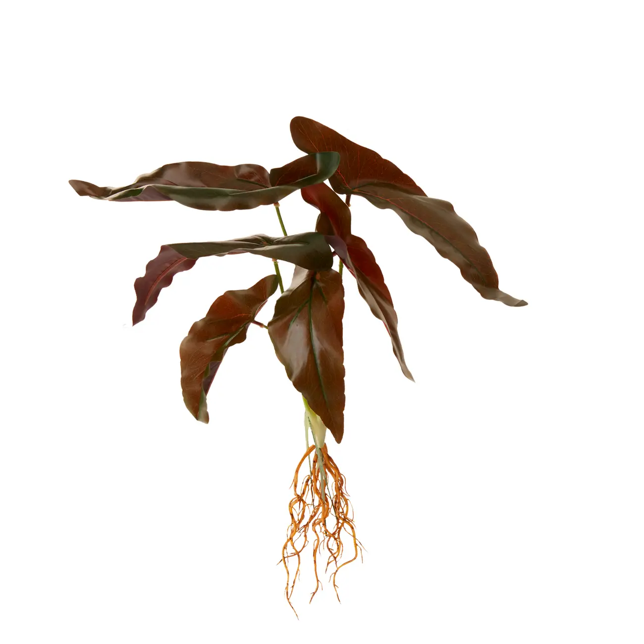 FOLHAGEM ROUX CALADIUM - VERDE - Foto 2