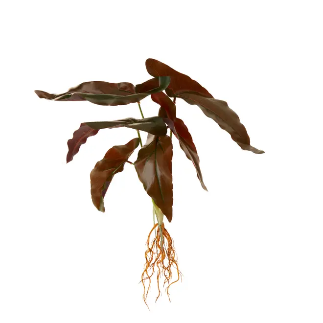 FOLHAGEM ROUX CALADIUM - VERDE - Foto 2