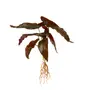 FOLHAGEM ROUX CALADIUM - VERDE - Foto 2