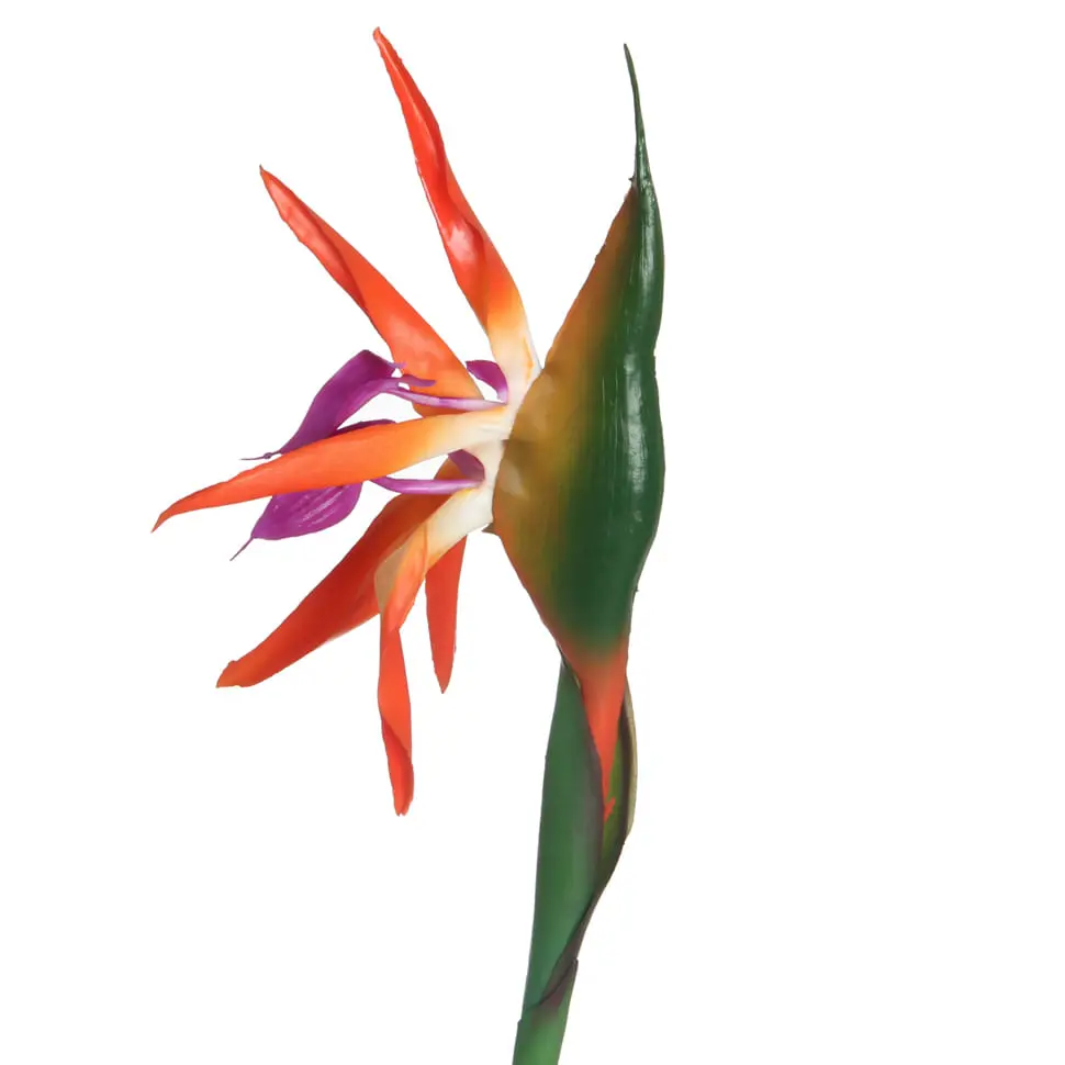 MADAME FLOR ESTRELÍCIA - LARANJA/VERDE - Foto 4