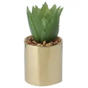 SUCULENTA ALOE MINI ARRANJO RIQUEZ - OURO/VERDE - Foto 1