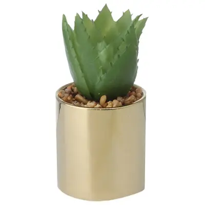 SUCULENTA ALOE MINI ARRANJO RIQUEZ