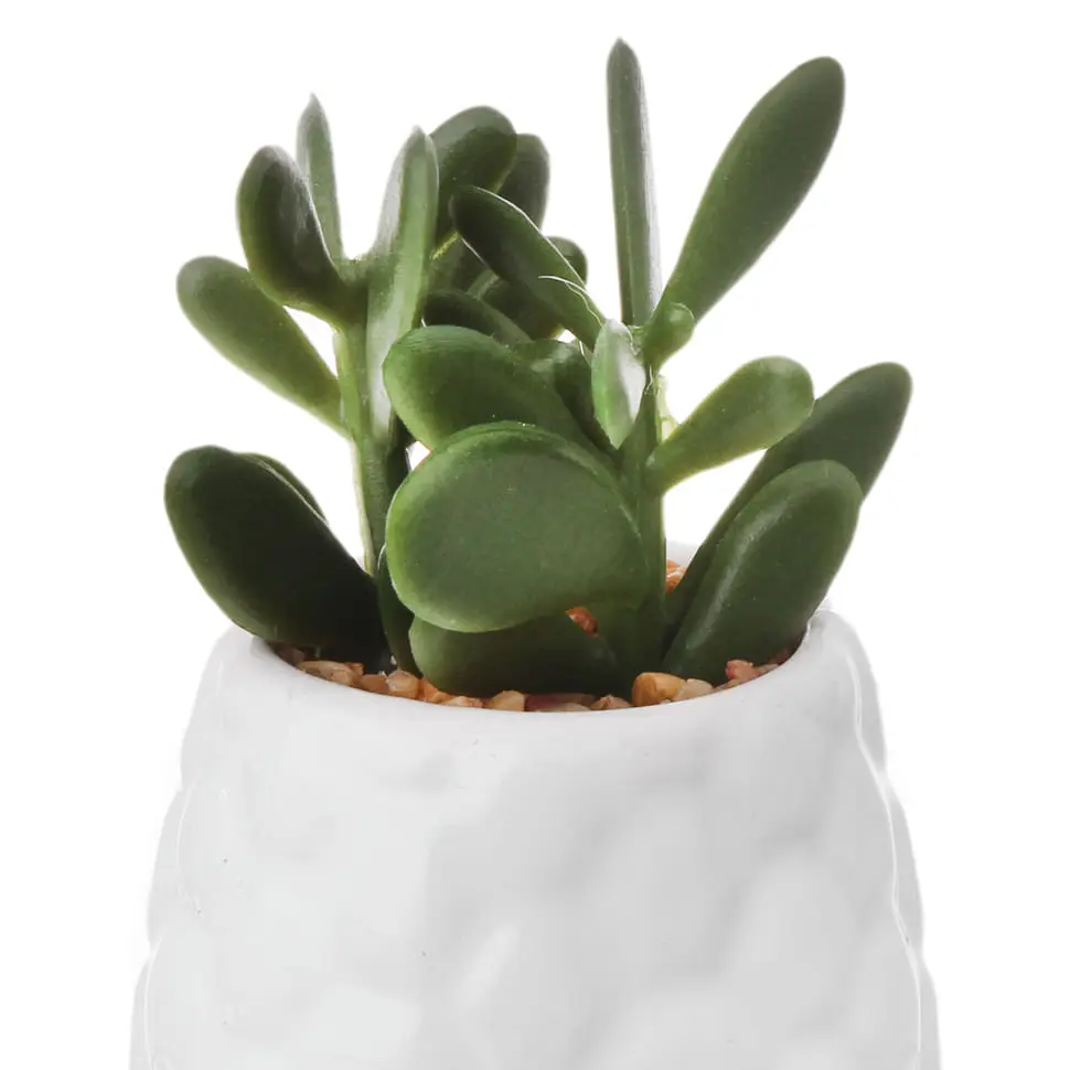 SUCULENTA JADE MINI ARRANJO KOMODO - BRANCO/VERDE - Foto 2
