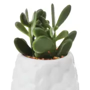 SUCULENTA JADE MINI ARRANJO KOMODO - BRANCO/VERDE - Foto 2